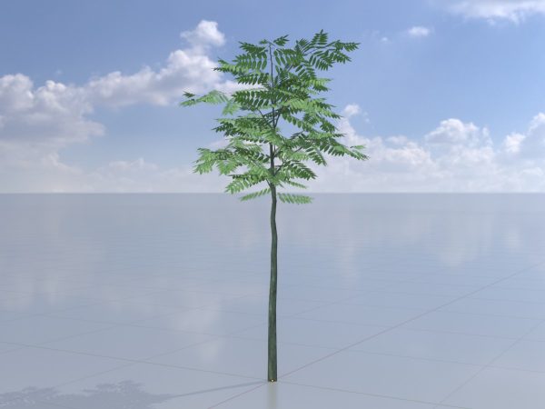 Japanischer Schnurbaum Sommer 2 m – Bild 2