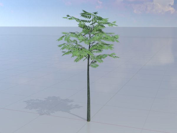 Japanischer Schnurbaum Sommer 2 m – Bild 3