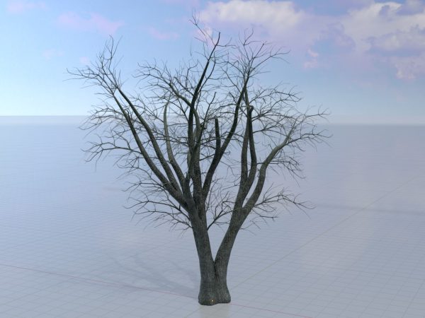 Japanischer Schnurbaum Winter 16 m – Bild 3