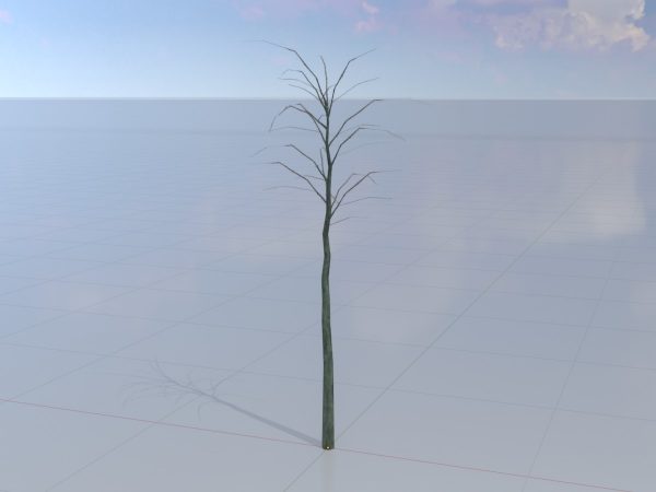 Japanischer Schnurbaum Winter 2 m – Bild 3