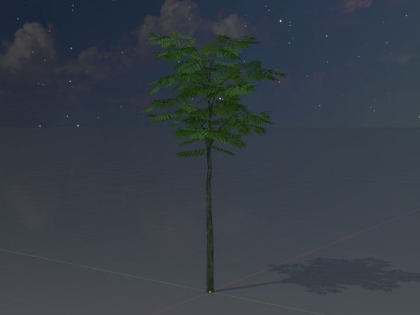 Japanischer Schnurbaum Sommer 2 m – Bild 4