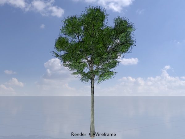 Echte Walnuss Sommer 2 m – Bild 5