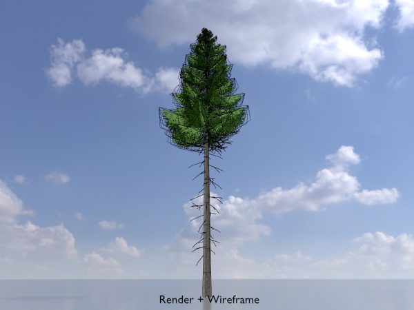 Fichte Sommer Waldversion 21 m – Bild 5