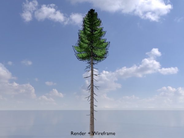 Fichte Sommer Waldversion 31 m – Bild 5