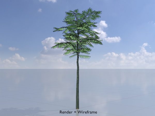 Japanischer Schnurbaum Sommer 2 m – Bild 5