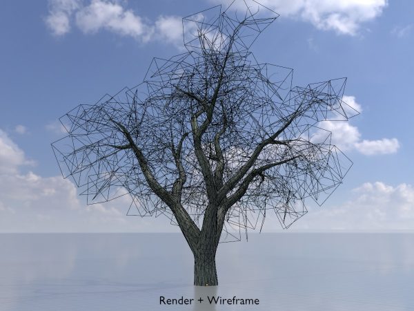 Japanischer Schnurbaum Winter 21 m – Bild 5