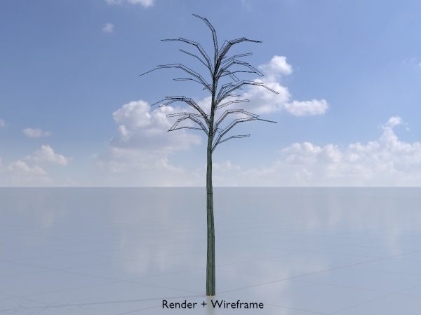 Japanischer Schnurbaum Winter 2 m – Bild 5