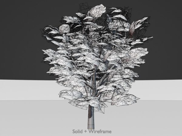 Echte Walnuss Sommer 30 m – Bild 6