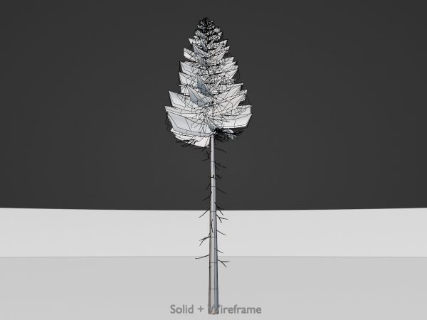 Fichte Sommer Waldversion 31 m – Bild 6