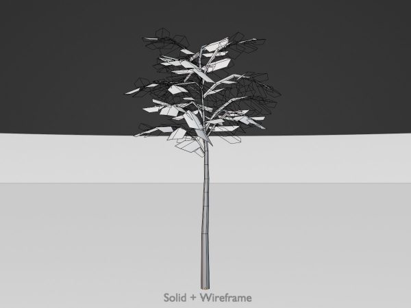 Japanischer Schnurbaum Sommer 2 m – Bild 6