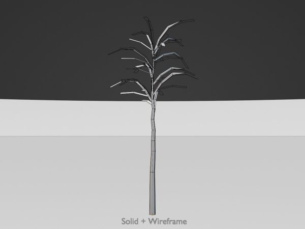 Japanischer Schnurbaum Winter 2 m – Bild 6