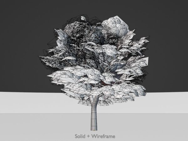 Echte Walnuss Sommer 21 m – Bild 7