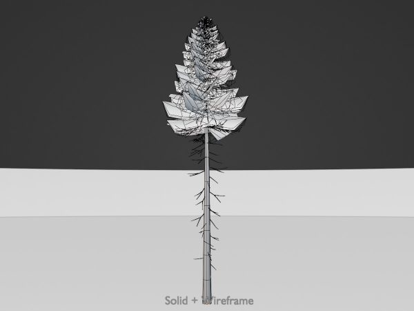 Fichte Sommer Waldversion 31 m – Bild 7