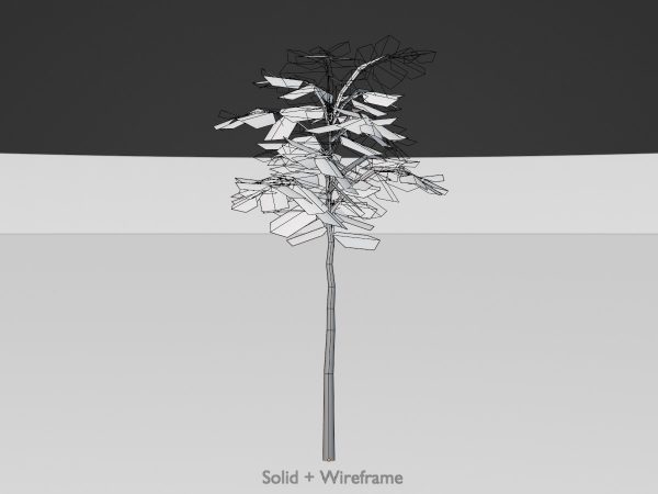 Japanischer Schnurbaum Sommer 2 m – Bild 7