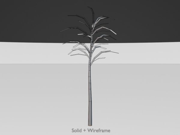 Japanischer Schnurbaum Winter 2 m – Bild 7
