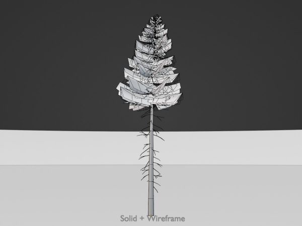 Fichte Sommer Waldversion 21 m – Bild 8