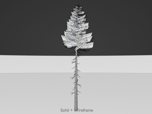 Fichte Sommer Waldversion 31 m – Bild 8