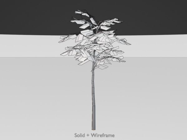 Japanischer Schnurbaum Sommer 2 m – Bild 8