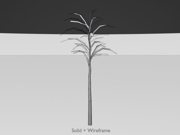 Japanischer Schnurbaum Winter 2 m – Bild 8