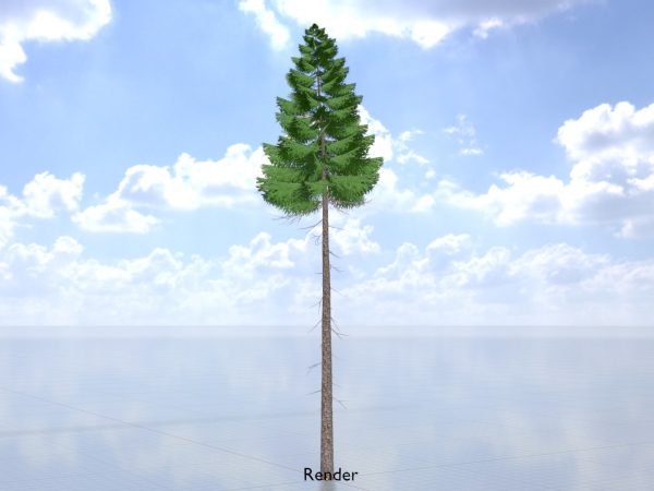 Fichte Sommer Waldversion 31 m – Bild 9