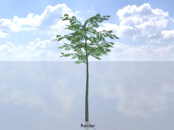 Japanischer Schnurbaum Sommer 2 m – Bild 9