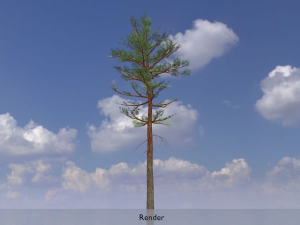 Waldkiefer Sommer 31 m – Bild 9