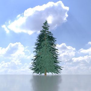 Blue spruce summer 4 m