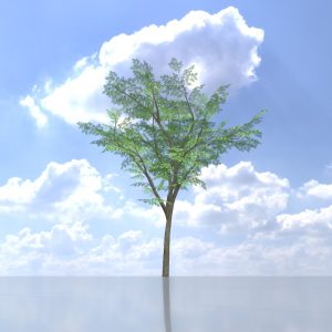 Eberesche Frühling 12 m