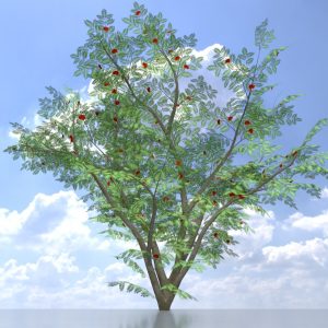Rowan tree summer 6 m