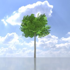Linden spring 4 m
