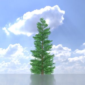 Silver fir 5 m