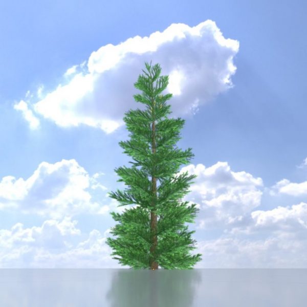 Silver fir 8 m