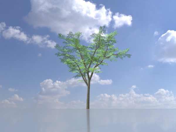 Eberesche Frühling 12 m – Bild 2