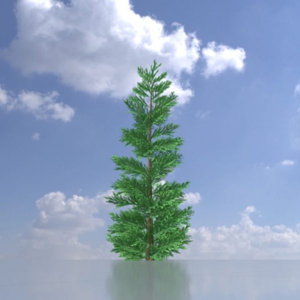 Silver fir 8 m
