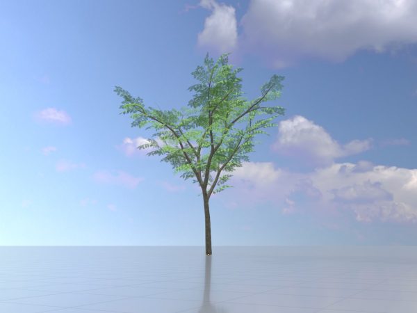 Eberesche Frühling 12 m – Bild 3