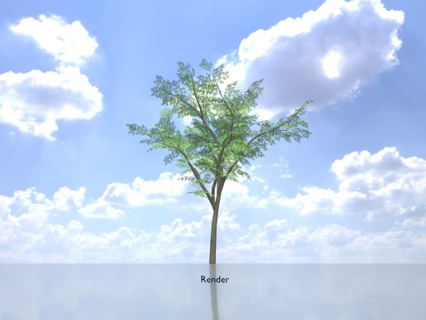 Eberesche Frühling 12 m – Bild 9