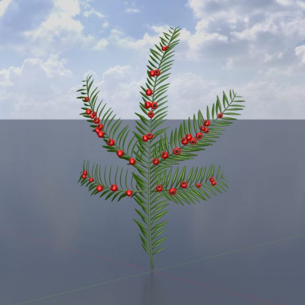 001-Yew-Taxus-Baccata-Branch-Bild.jpg Eibenzweig Taxus Baccata