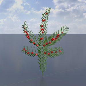 Eibenzweig Taxus Baccata