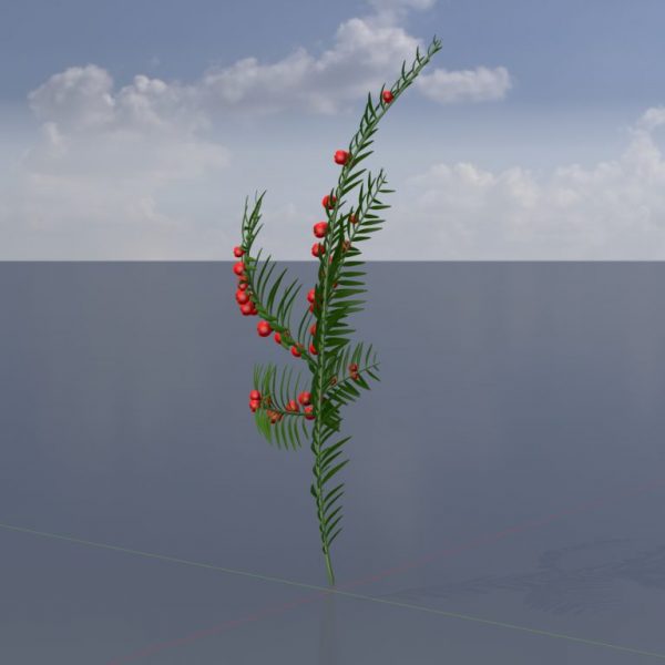 Yew Taxus Baccata branch